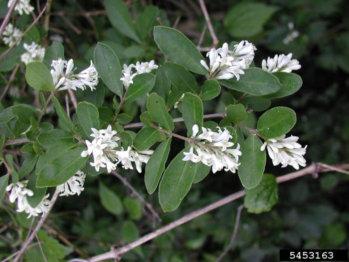 Border privet Vermont Invasives