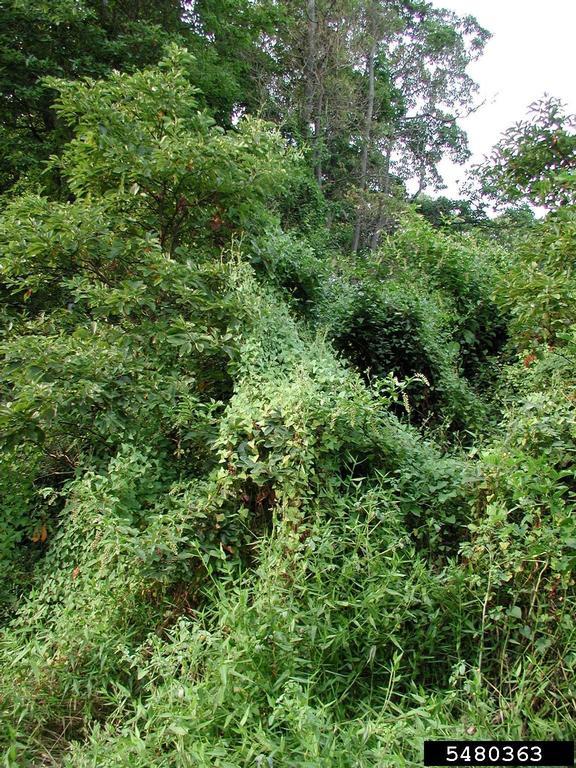 Mileaminute vine Vermont Invasives