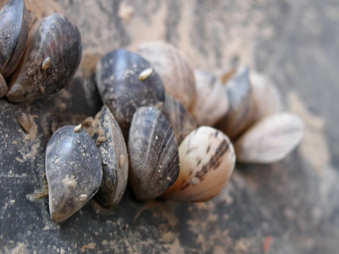 Quagga Mussels Vermont Invasives