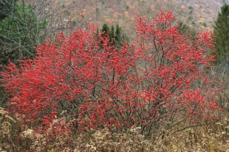 Winterberry (pictured) is a beautiful, non-invasive alternative to bittersweet for holiday decorations, and it's cultivated varieties are readily available. Photo credit: University of New Hampshire