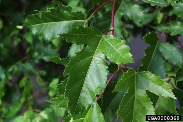 Amur maple: leaf has three lobes, the center lobe is much more prominent than the other two lobes.