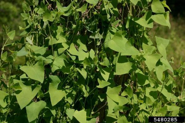 Mile-a-minute vine: alternate leaves are triangular, light green, 1-3 in. wide and barbed on the undersurface.