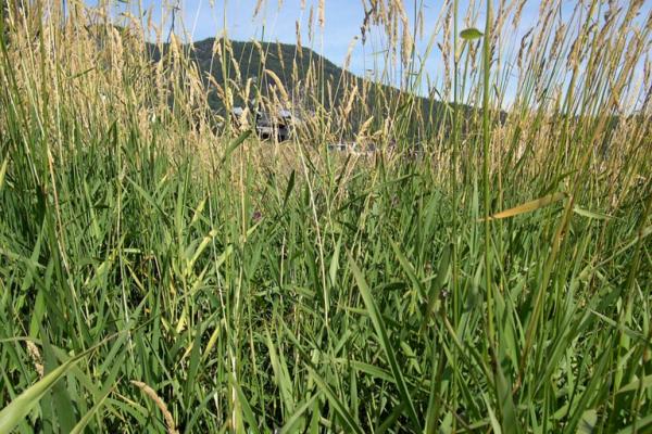 Reed canary grass: infestation.