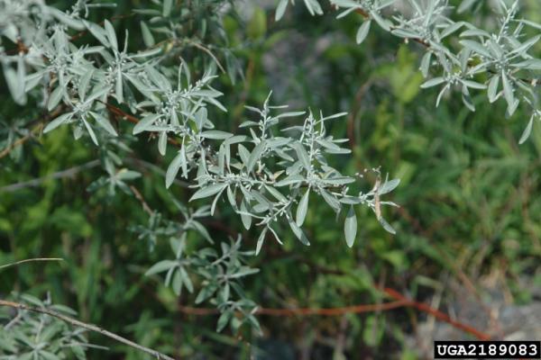 Russian olive: silvery scales cover both sides of its leaves.