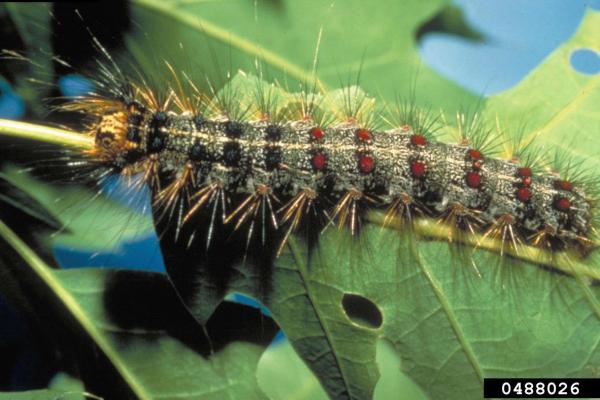 Spongy Moth: caterpillar