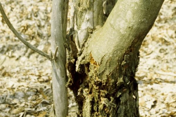 Chestnut blight: swollen canker near base of tree.