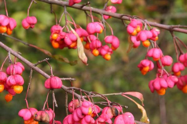 European spindle-tree: 4-lobed capsule, 1/2 inch across, pink to purple in color, splits open to reveal dark red seeds, ripens in fall.