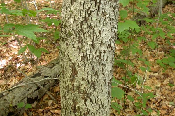 Beech bark disease: fissures in the bark.