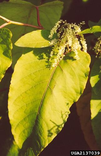 Giant knotweed: numerous small, greenish-white flowers appear in the leaf axils of the upper stems.