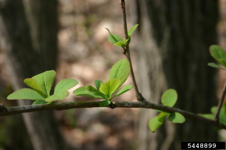 Common barberry: oval leaves, with toothed edges.