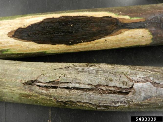 Butternut canker: stained wood and scarring of outer bark.
