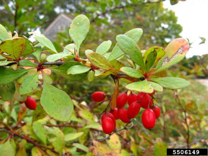 Common barberry: berries are red ellipsoids which are less than 0.3 in. in length and contain 1-3 small black seeds. 