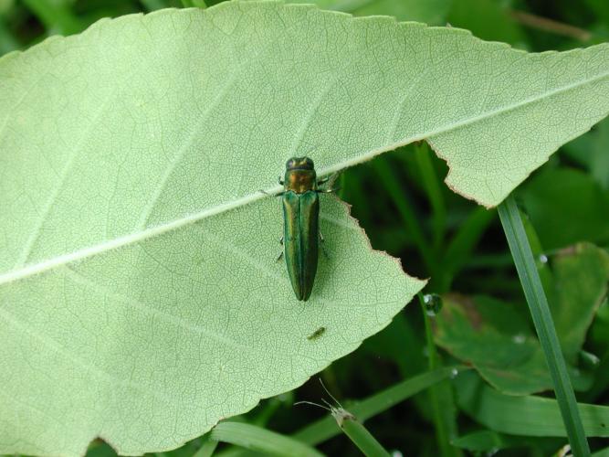 Emerald ash borer: adults are 1/4 to 1/2 inches long, narrow and bullet shaped with a flat back.