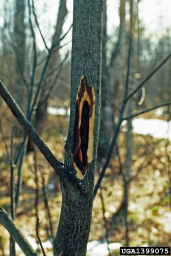 Butternut canker: outer bark becomes loose, revealing oval shapes of stained wood.
