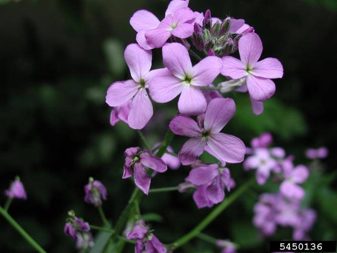 Dame's rocket: showy, fragrant flowers vary in color from white to purple or pink.