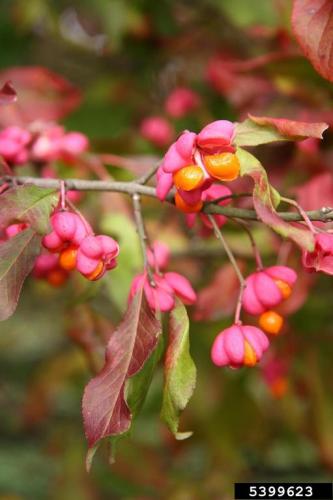 Look-alike: spindle-tree is also a Euonymus, with a pink capsule and orange/red fruit inside. This is also an invasive species.