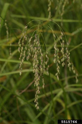 Look-alike: American mannagrass (Glyceria grandis S. Wats.) typically up to 4.5 ft. tall and has a nodding inflorescence with shorter spikelets.