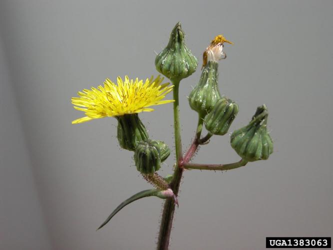 Look-alike: perennial sowthistle (Sonchus arvensis) has loose branching clusters of bright yellow, dandelion-like flowers.