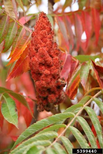 Look-alike: staghorn sumac (Rhus hirta), flowers are greenish and the fruits are bright red.