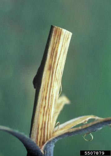 Dutch elm disease: American elm twig with streaking.