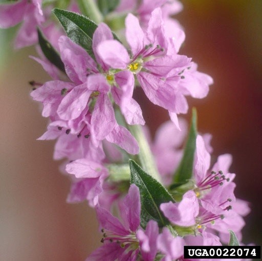 Photo: Norman E. Rees, USDA Agricultural Research Service- retired, Bugwood.org Flowers of purple loosestrife are purple in color, and are clustered along a tall spike. 