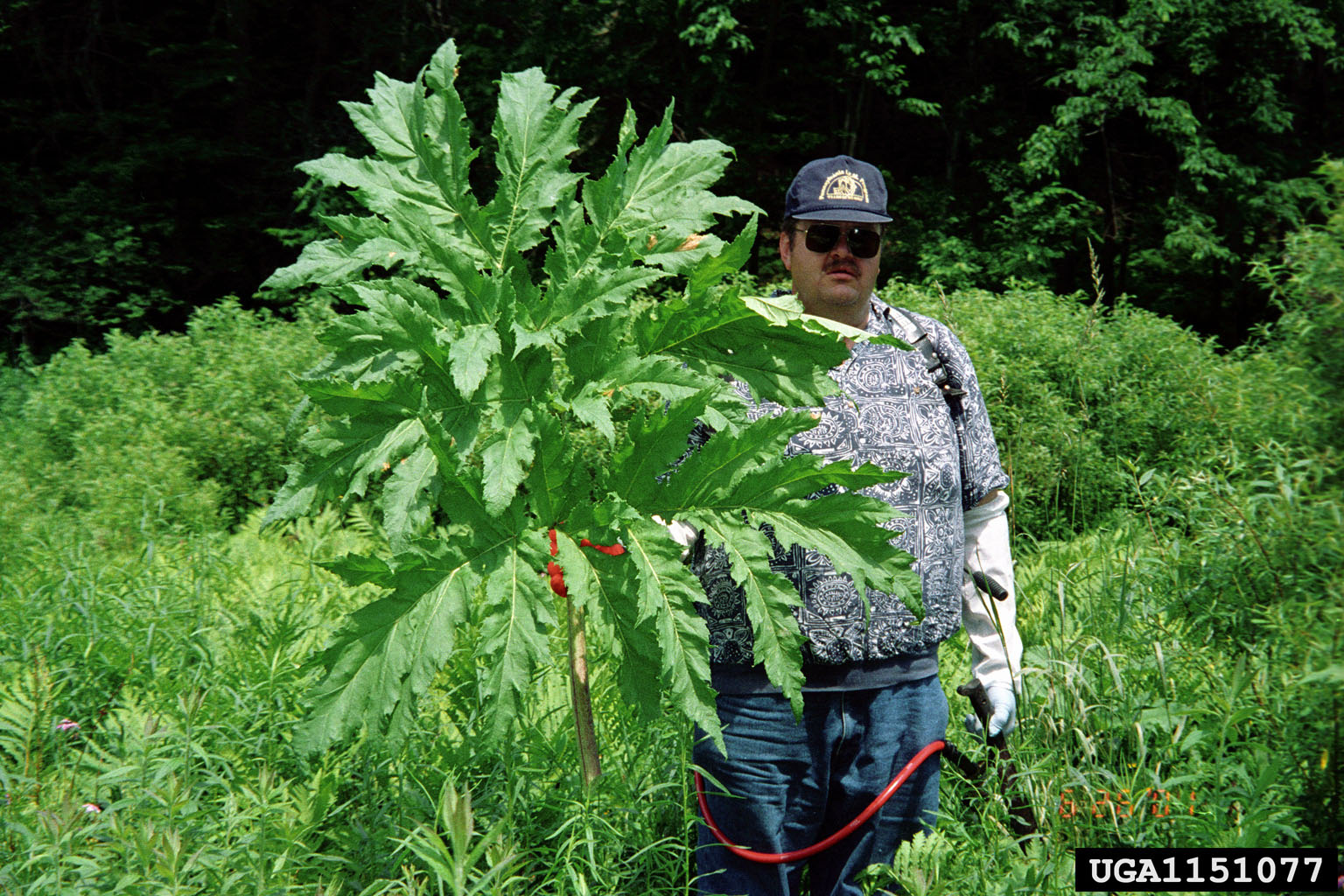 giant hogweed leaf