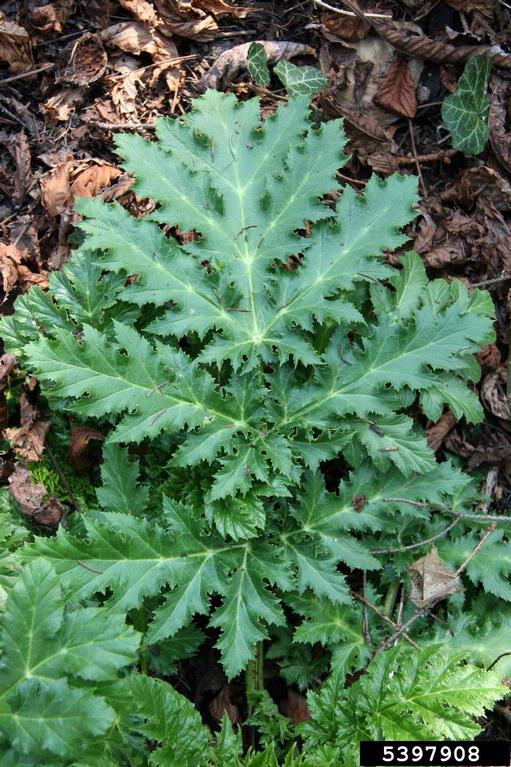 hogweed leaf