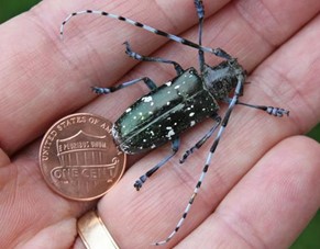 Adult Asian Longhorned Beetle