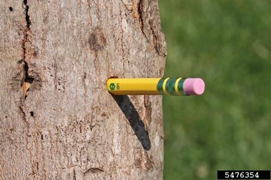 Exit hole of Asian Longhorned Beetle