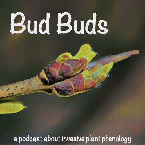 Podcast logo showing a pair of buckthorn buds in the foreground with blurred leaves behind, and the words: Bud Buds across the top and the words: a podcast about invasive plant phenology along the bottom