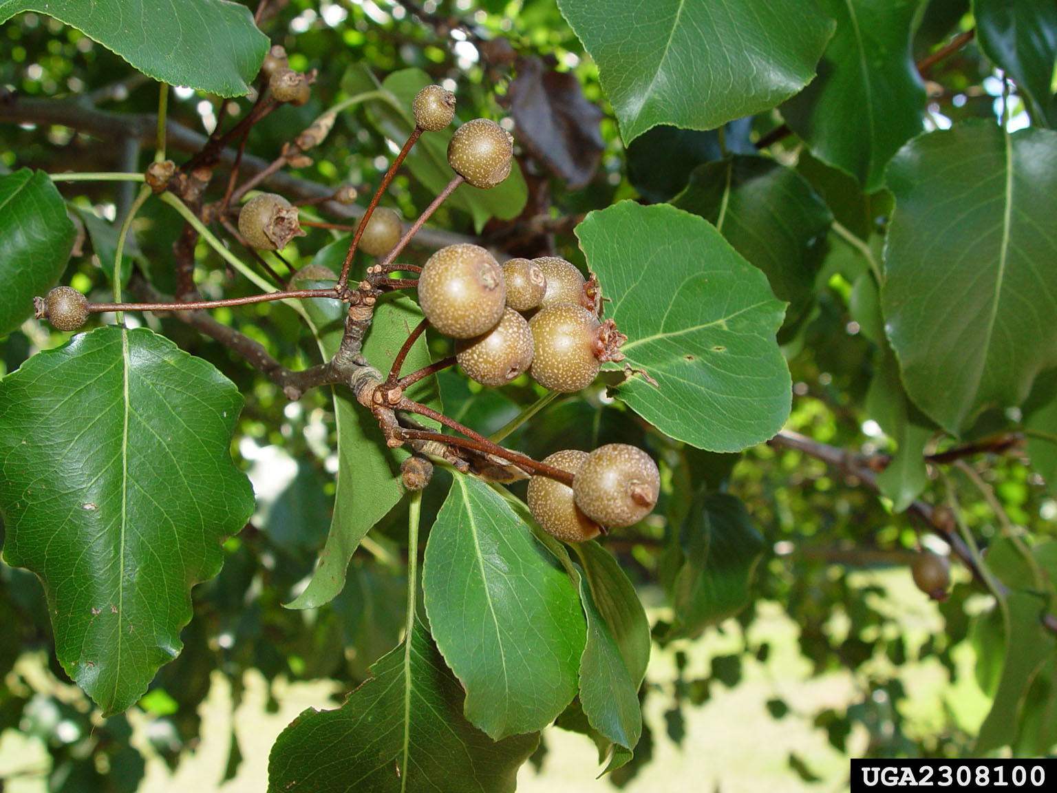 Callery pear fruit and leave