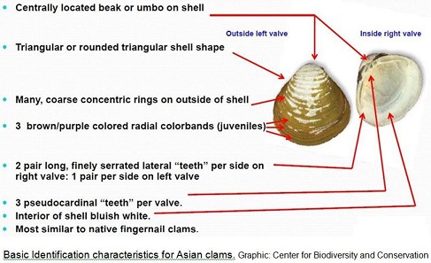Asian clam identification graphic