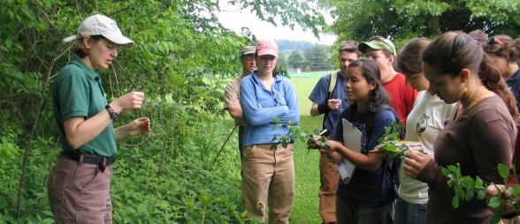 Volunteers learning how to identify invasive plants