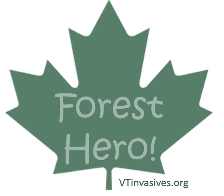 Forest Hero! written on a maple leaf