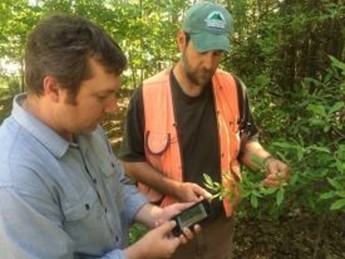 A community scientist is standing in front of a plant and next to a forester in an orange vest, and the two of them are trying to identify the plant. 