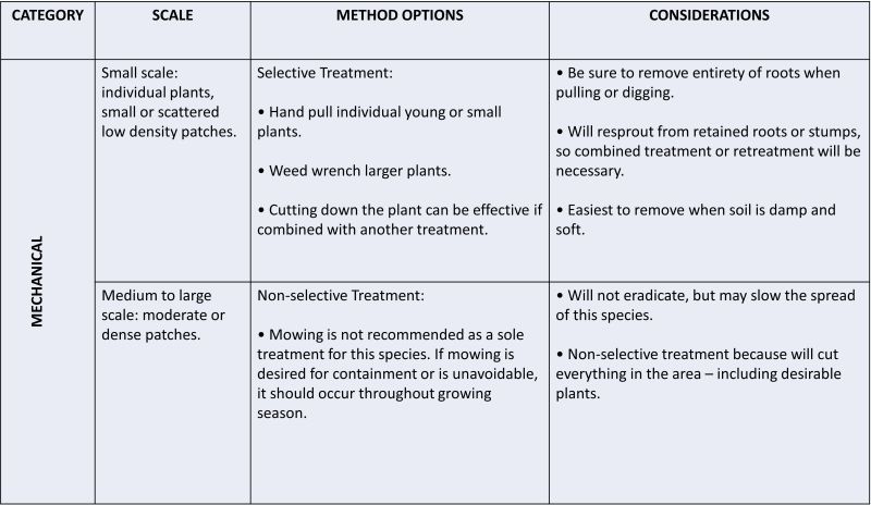 text in a table describing mechanical treatments for Common Buckthorn