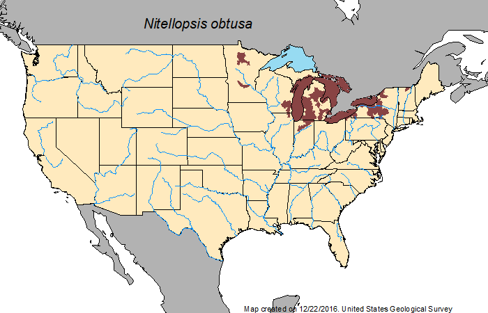 Starry stonewort distribution map