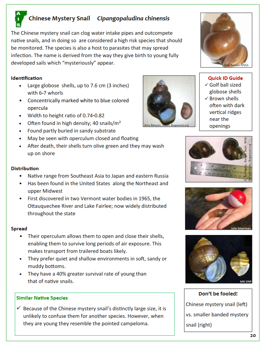 A page from the Vermont Invasive Patrollers for Animals Manual identifying features of the Chinese mystery snail 
