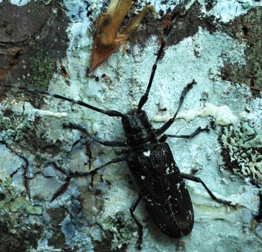White Spotted Sawyer