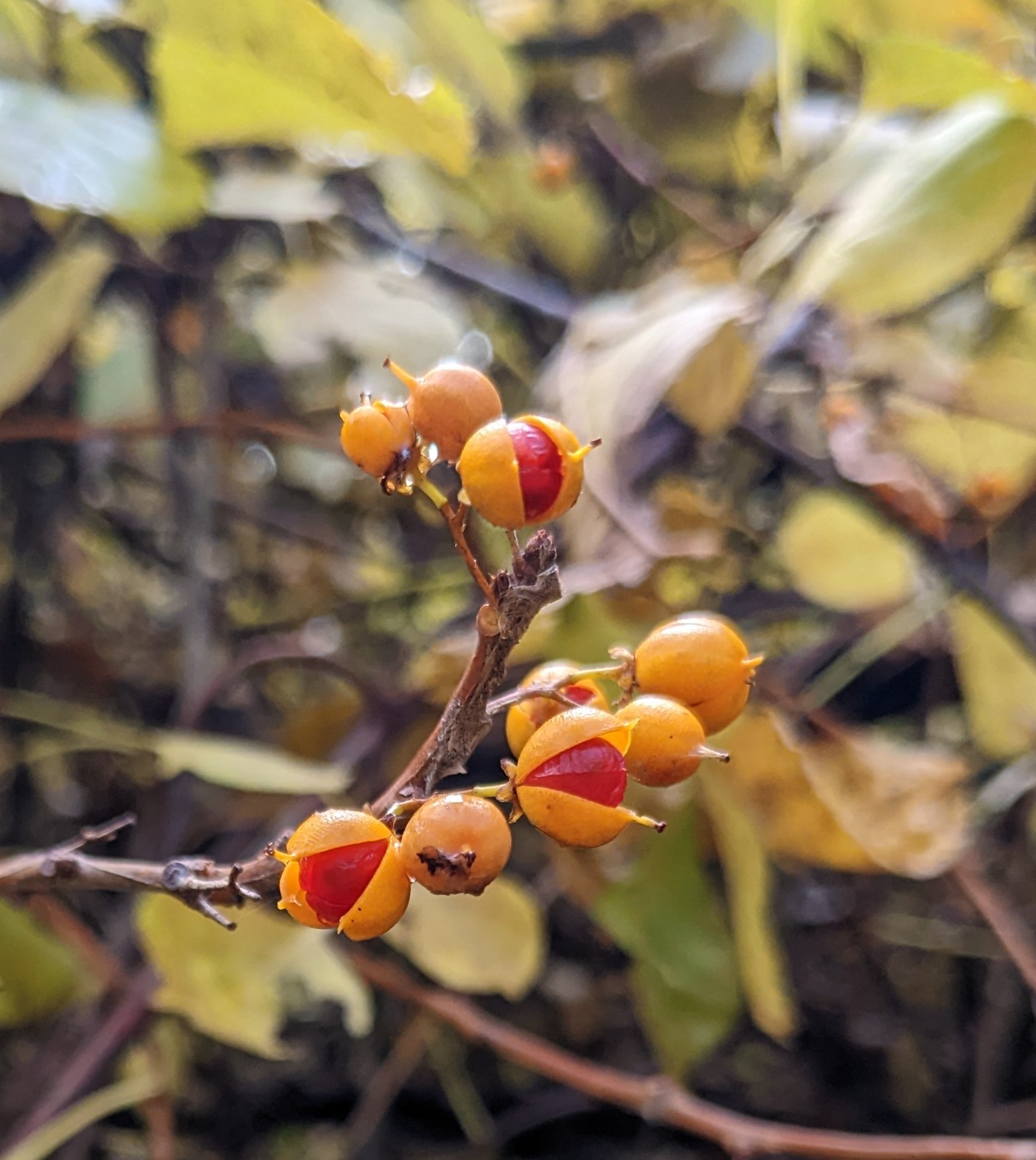 Bittersweet fruit