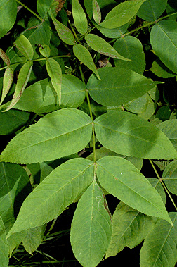 Black ash leaf