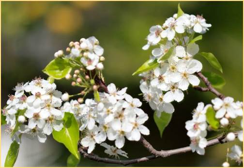 callery pear