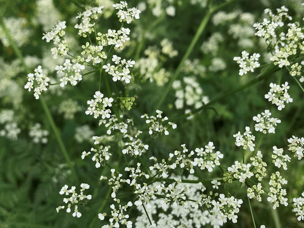 The flowers of Wild Chervil are small, white, and possess 5 petals. 