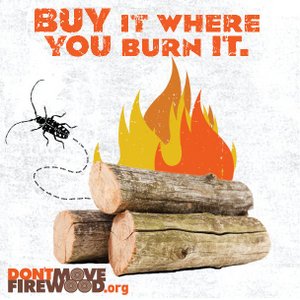 Dont move firewood