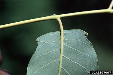 Ailanthus altissima leaflet
