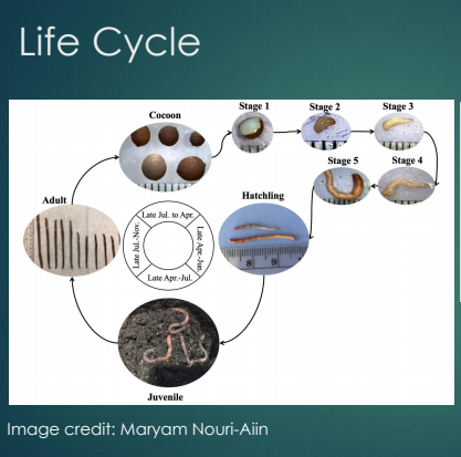 Jumping worm life cycle