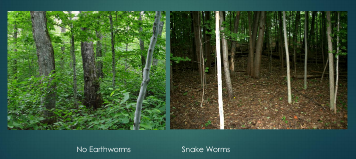 Earthworm forest photos