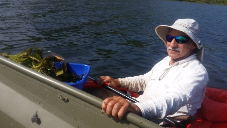 Water chestnut removal efforts