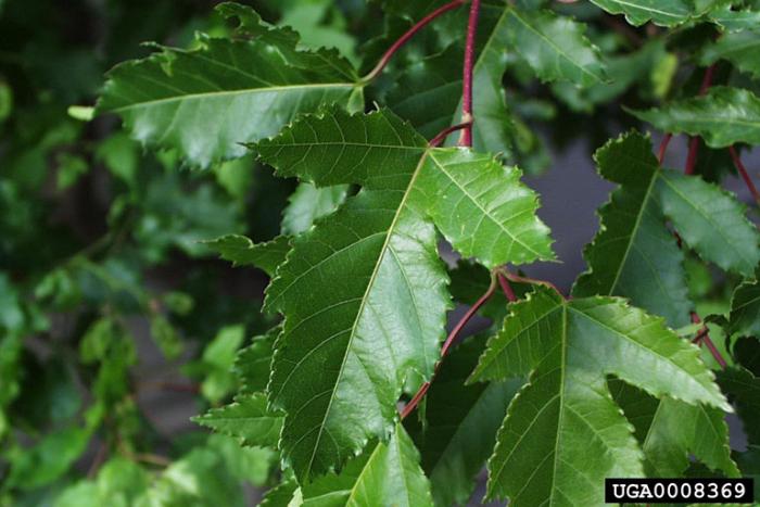 maple tree with 3 lobed leaves maple tree with 3 lobed leaves