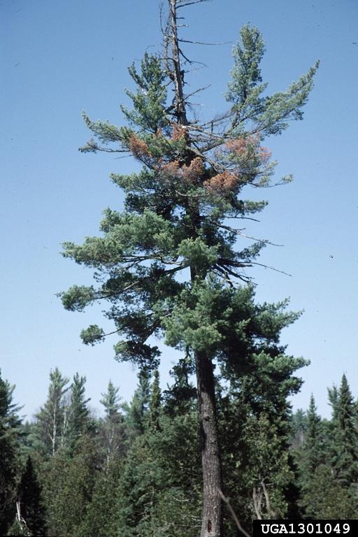 White Pine Blister Rust Vermont Invasives